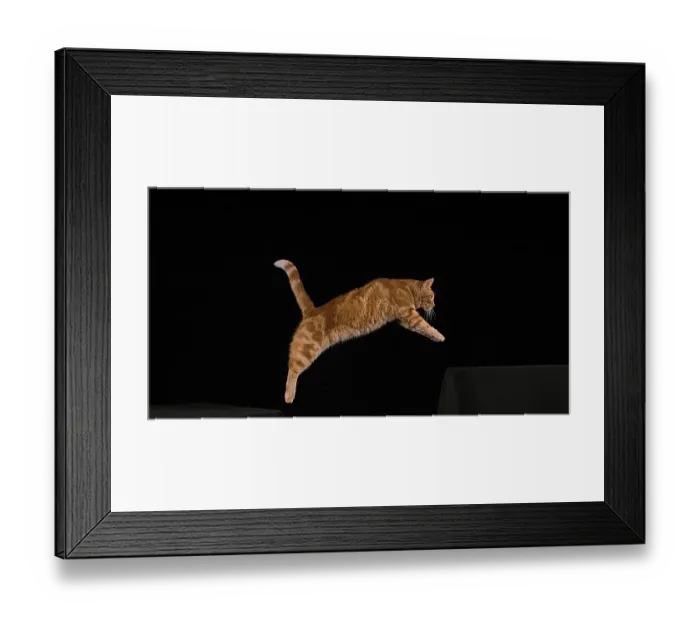 Framed Print : Red Tabby Domestic Cat, Adult Leaping against Black Background Framed Print : Red Tabby Domestic Cat, Adult Leaping against Black Background