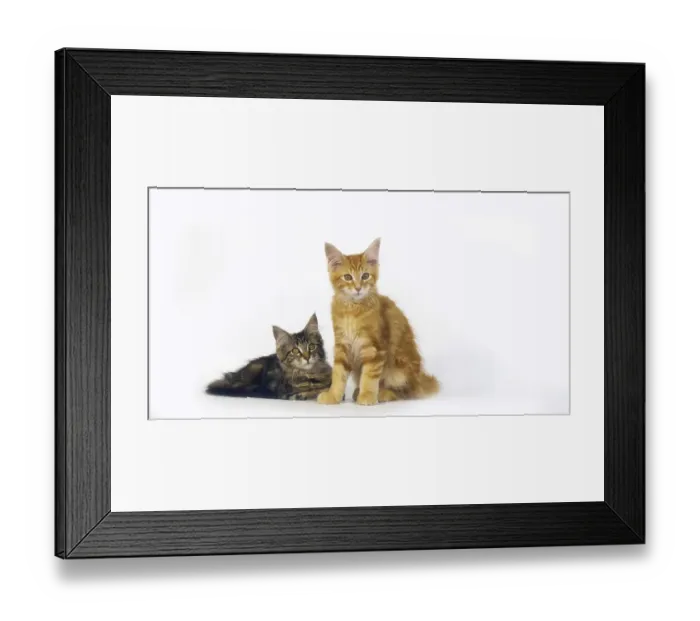 Framed Print : Brown Tortie Blotched Tabby and Cream Blotched Tabby Maine Coon Domestic Cat Framed Print : Brown Tortie Blotched Tabby and Cream Blotched Tabby Maine Coon Domestic Cat