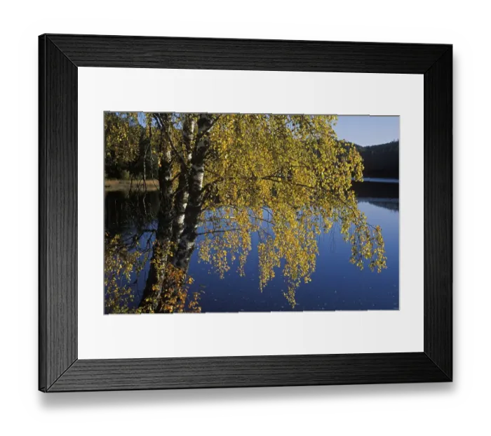 Framed Print : Birches at lake in Norway Framed Print : Birches at lake in Norway