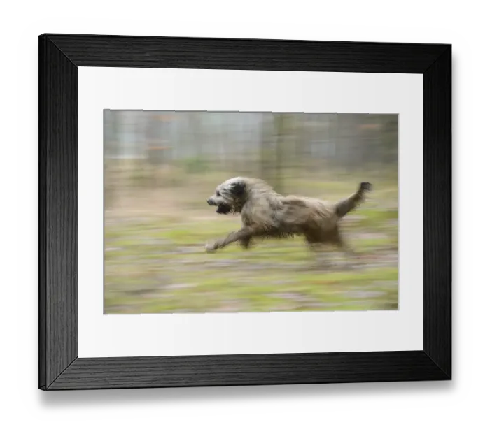Framed Print : Gos d'Atura Catala or Catalan Sheepdog Framed Print : Gos d'Atura Catala or Catalan Sheepdog