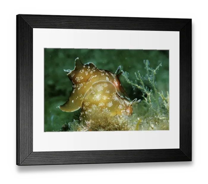 Framed Print : Small spotted sea hare, pair, copulating (Aplysia rosea)
