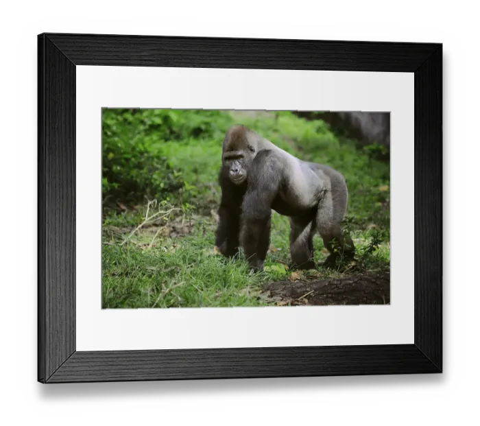 Framed Print : Western Lowland Gorilla (Gorilla gorilla gorilla) in the reintroduction enclosure of Mefou Primate Sanctuary Framed Print : Western Lowland Gorilla (Gorilla gorilla gorilla) in the reintroduction enclosure of Mefou Primate Sanctuary