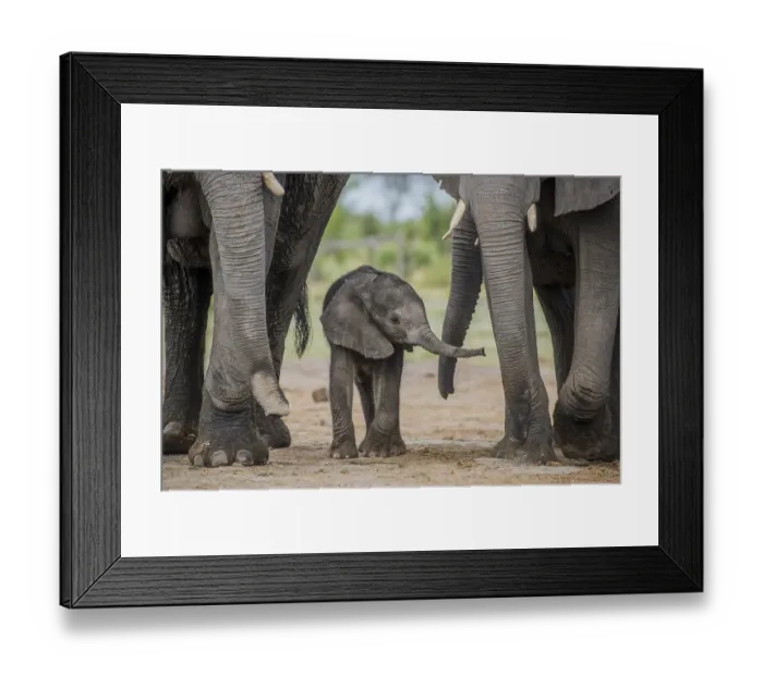Framed Print : African elephant (Loxodonta africana)