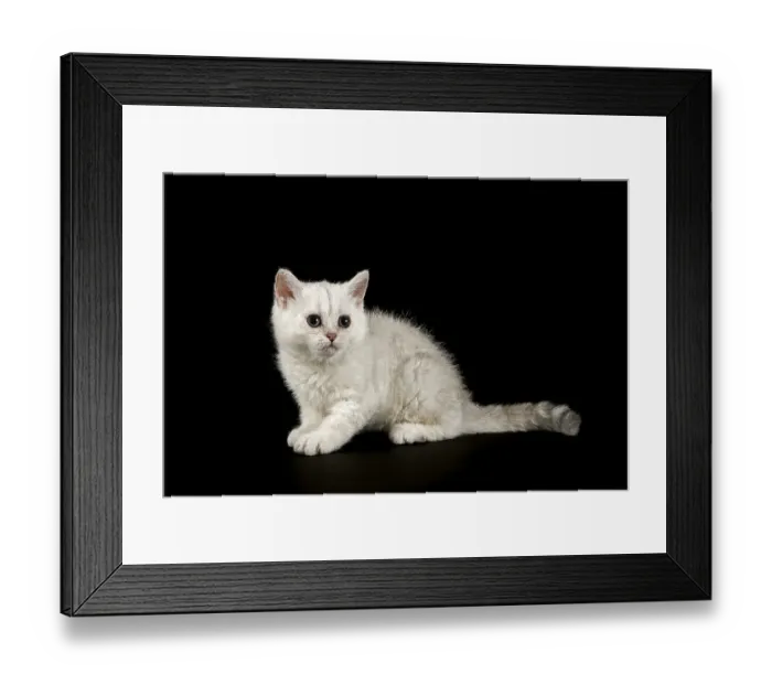 Framed Print : Selkirk Rex, cat breed, kitten