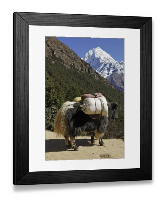 Framed Print : Loaded yak (Bos grunniens) in front of Mt
