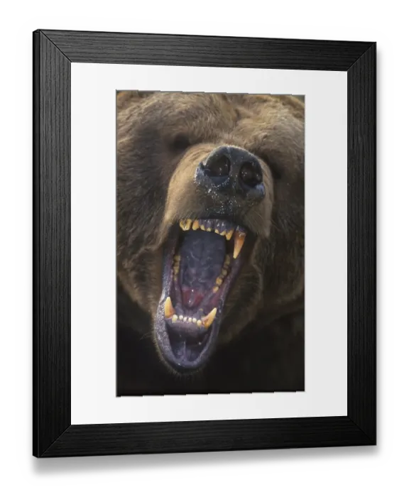 Framed Print : Grizzly Bear (Ursus arctos), close-up of mouth wide open