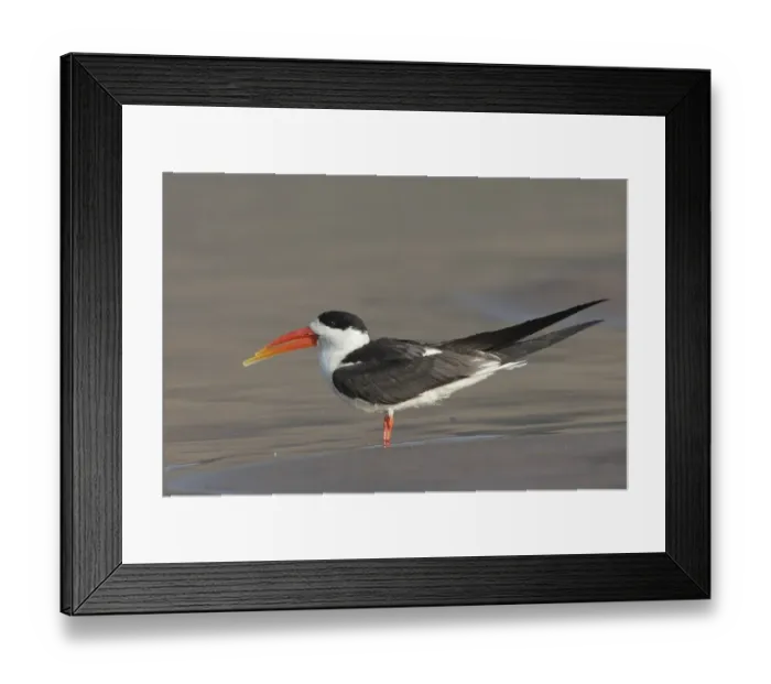 Framed Print : Asian Skimmer (Rynchops albicollis) Framed Print : Asian Skimmer (Rynchops albicollis)