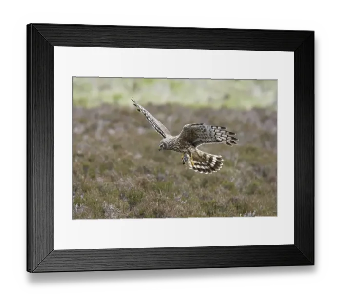 Framed Print : Hen Harrier (Circus cyaneus), adult female