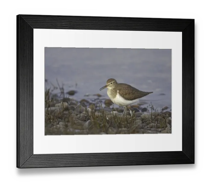 Framed Print : Common Sandpiper (Actitis hypoleucos) Framed Print : Common Sandpiper (Actitis hypoleucos)