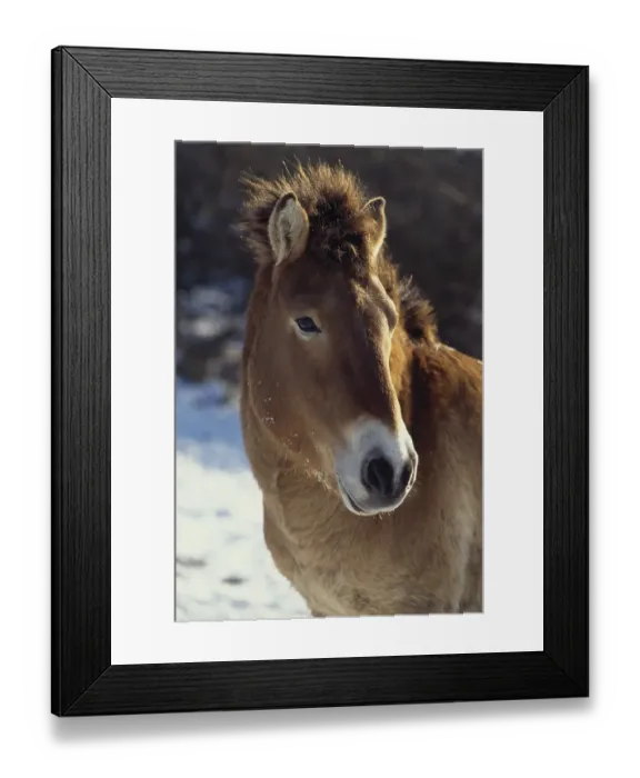 Framed Print : Przewalski's Horse (Equus ferus przewalski) Framed Print : Przewalski's Horse (Equus ferus przewalski)