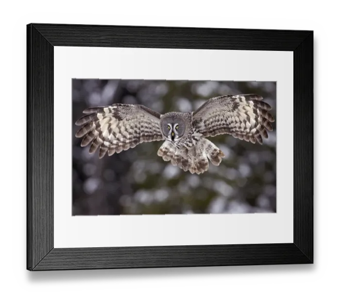 Framed Print : Great Grey Owl (Strix nebulosa)
