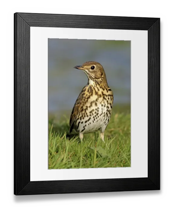 Framed Print : Song Thrush (Turdus philomelos)