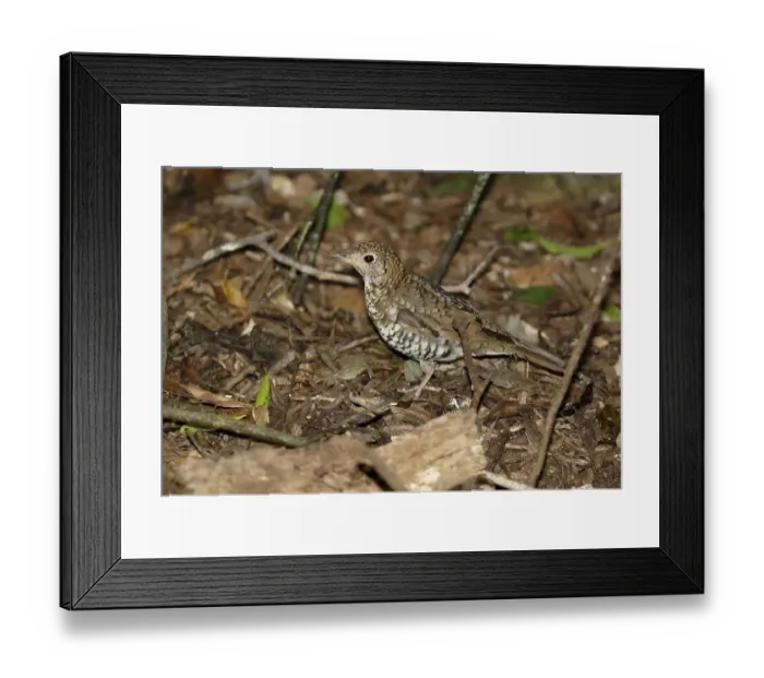 Framed Print : Bassian Thrush (Zoothera lunulata) Framed Print : Bassian Thrush (Zoothera lunulata)