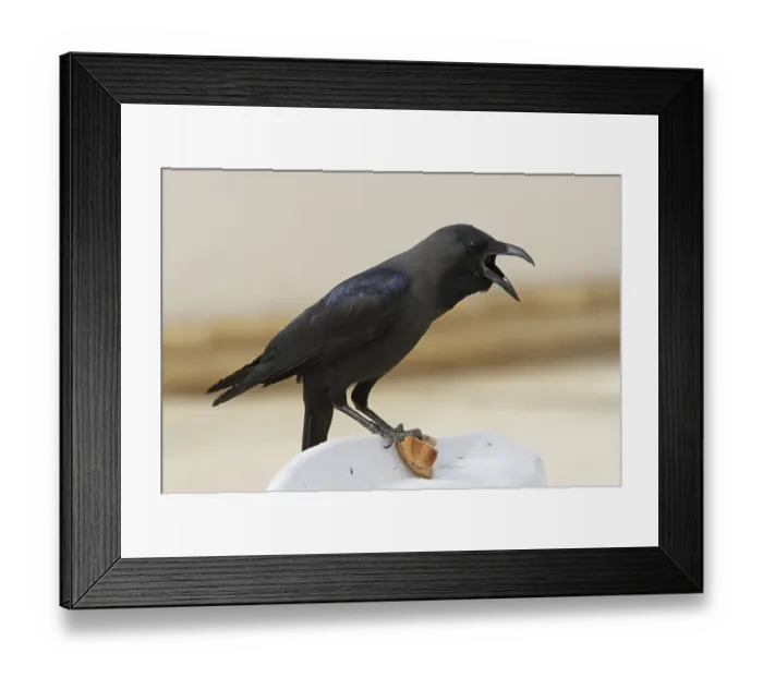 Framed Print : House Crow (Corvus splendens), adult Framed Print : House Crow (Corvus splendens), adult