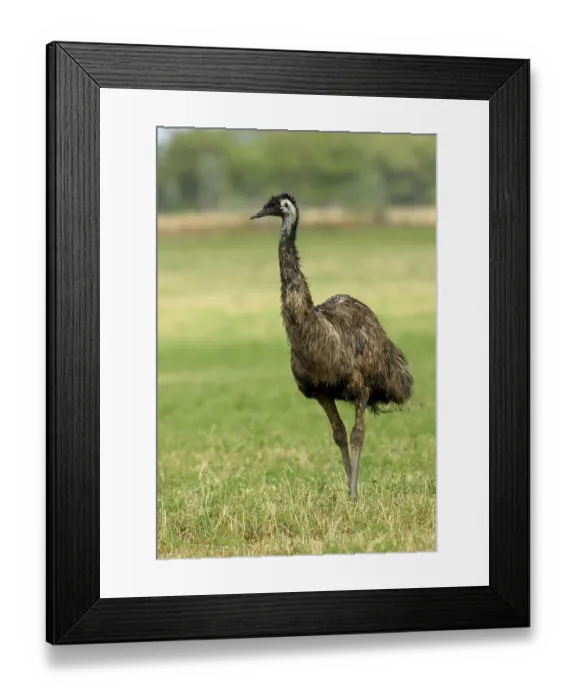 Framed Print : Emu (Dromarius novaehollandiae)