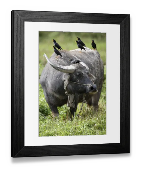 Framed Print : Domestic Water Buffalo (Bubalis bubalis)