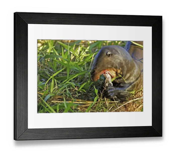 Framed Print : Giant Otter (Pteronura brasiliensis)