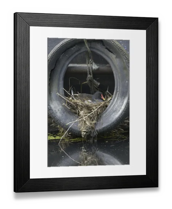 Framed Print : Common Moorhen (Gallinula chloropus)