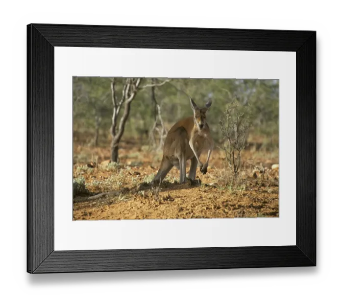 Framed Print : Red Kangaroo (Macropus rufus), male