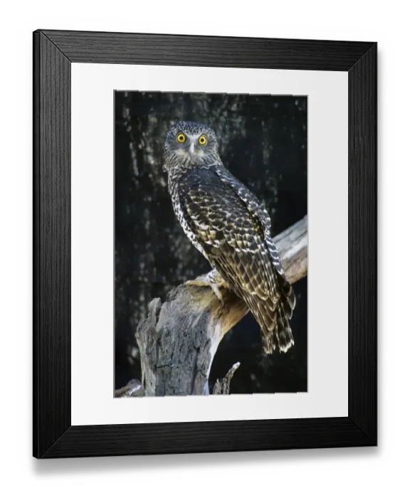 Framed Print : Powerful Owl (Ninox strenua)