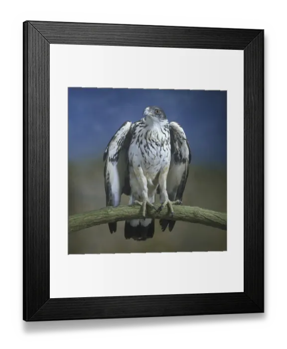 Framed Print : African Hawk Eagle (Aquila spilogastra)