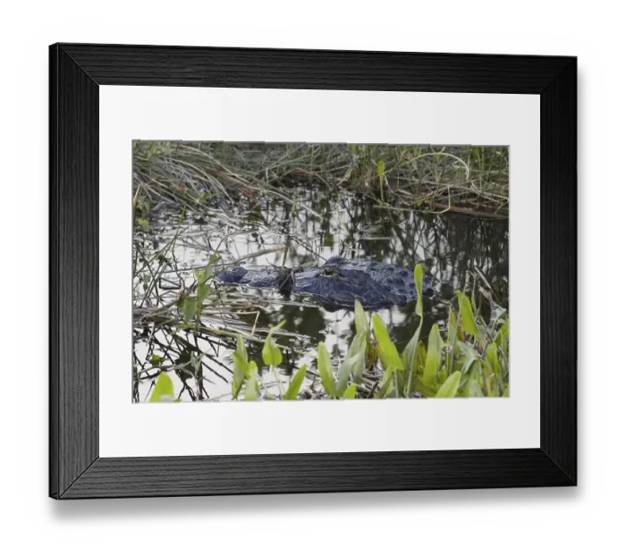 Framed Print : American Alligator (Alligator mississippiensis) Framed Print : American Alligator (Alligator mississippiensis)