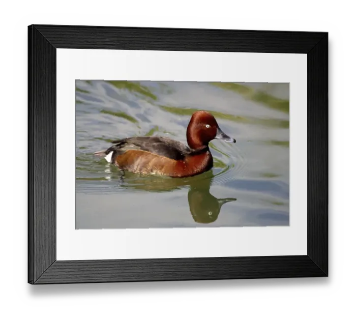 Framed Print : Ferruginous Duck (Aythya nyroca), male swimming