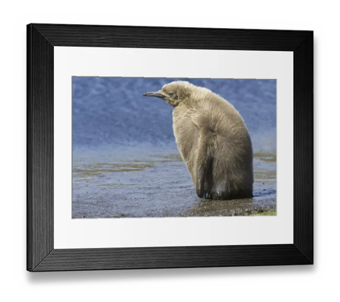 Framed Print : King Penguin (Aptenodytes patagonicus)