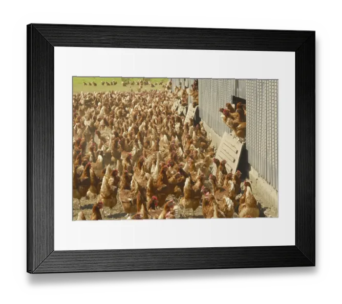 Framed Print : Domestic Chicken (Gallus gallus domesticus)