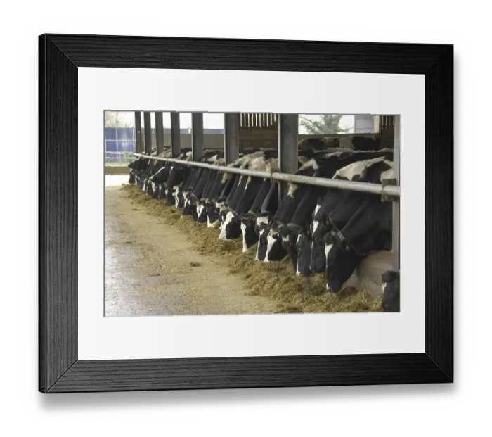 Framed Print : Domestic Cattle (Bos primigenius taurus)