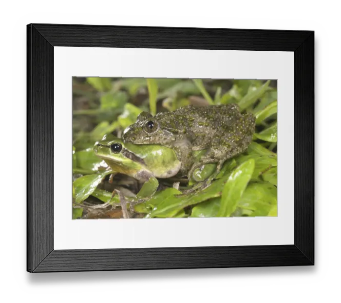Framed Print : Common Parsley Frog (Pelodytes punctatus) Framed Print : Common Parsley Frog (Pelodytes punctatus)