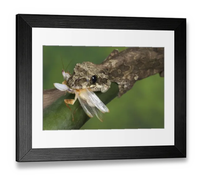 Framed Print : Kuhl's Flying Gecko (Ptychozoon kuhli)