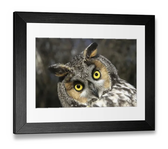 Framed Print : Long-eared Owl (Asio otus), adult Framed Print : Long-eared Owl (Asio otus), adult