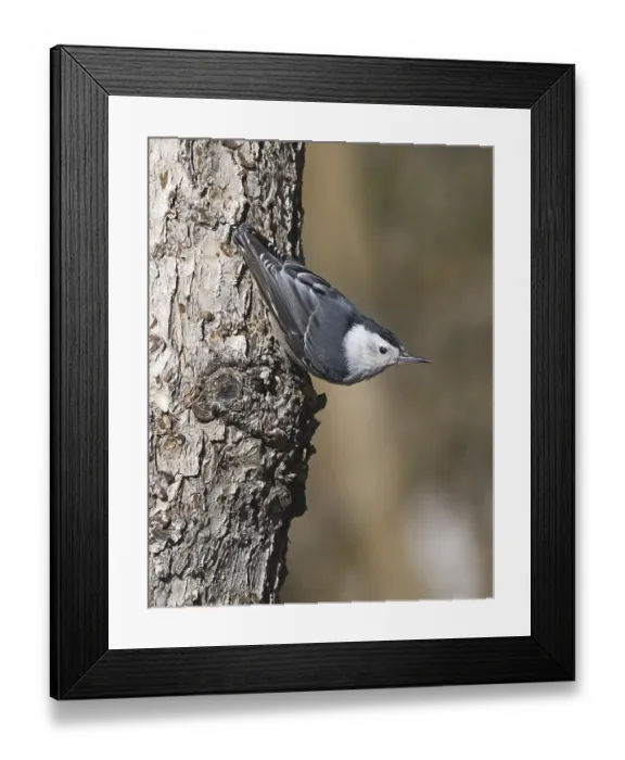 Framed Print : White-breasted Nuthatch (Sitta carolinensis) Framed Print : White-breasted Nuthatch (Sitta carolinensis)