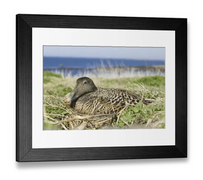 Framed Print : Common Eider (Somateria mollissima)