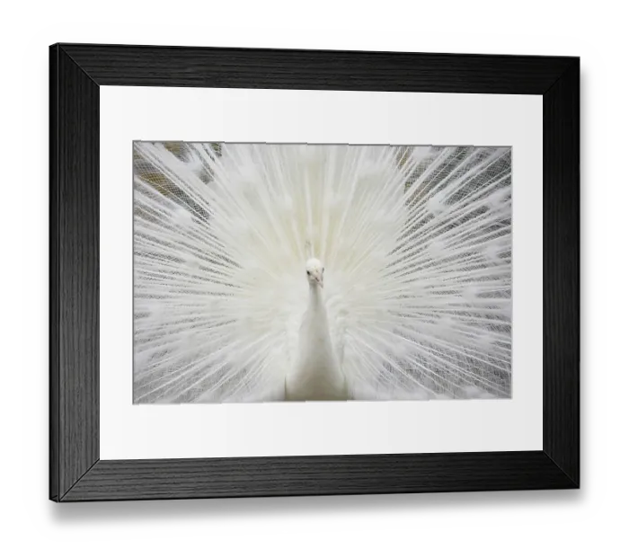 Framed Print : Indian Peafowl (Pavo cristatus) Framed Print : Indian Peafowl (Pavo cristatus)
