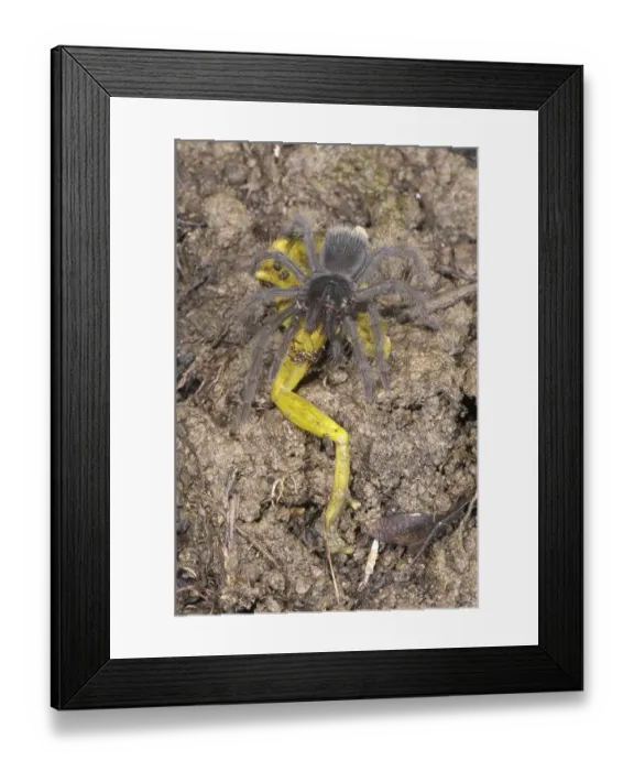 Framed Print : Peruvian Tarantula (Pamphobeteus sp) Framed Print : Peruvian Tarantula (Pamphobeteus sp)