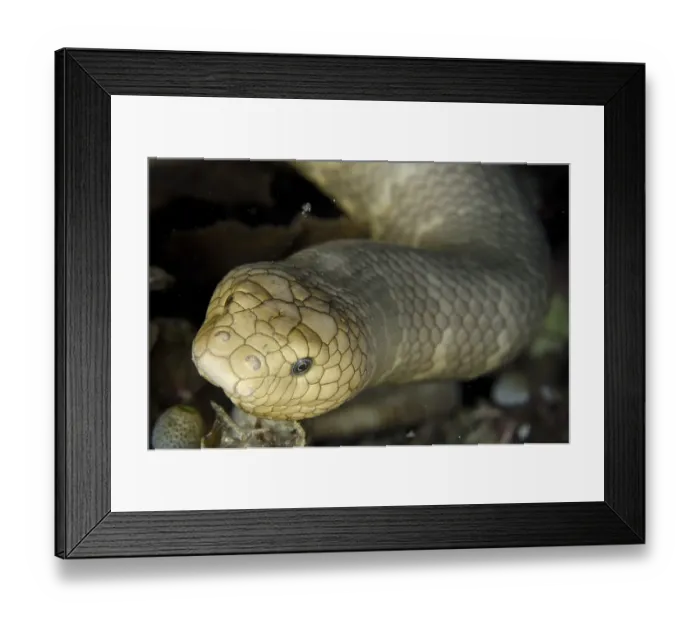 Framed Print : Olive Sea Snake (Aipysurus laevis) Framed Print : Olive Sea Snake (Aipysurus laevis)