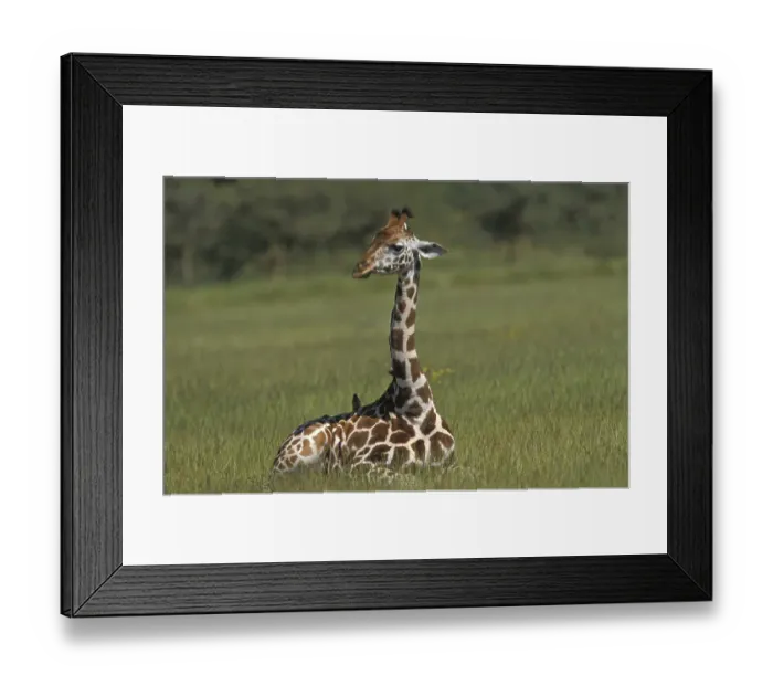 Framed Print : Giraffe (giraffe camelopardis rothschildi) Framed Print : Giraffe (giraffe camelopardis rothschildi)