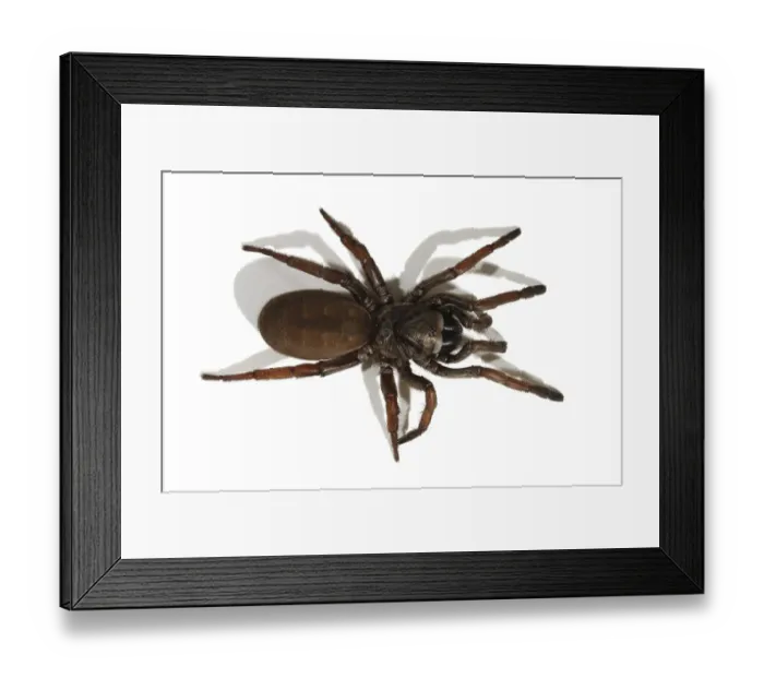 Framed Print : Sydney Brown Trapdoor Spider (Misgolas rapax)