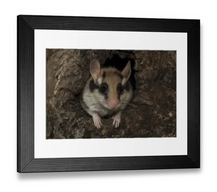 Framed Print : Garden dormouse (Eliomys quercinus) looking out of tree cavity