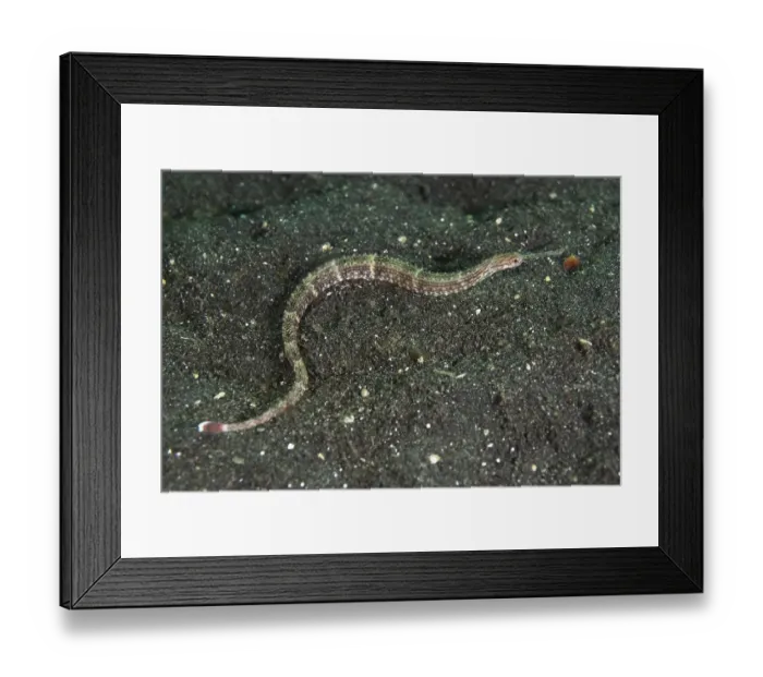 Framed Print : Orange-spotted pipefish (Corythoichthys ocellatus) Framed Print : Orange-spotted pipefish (Corythoichthys ocellatus)