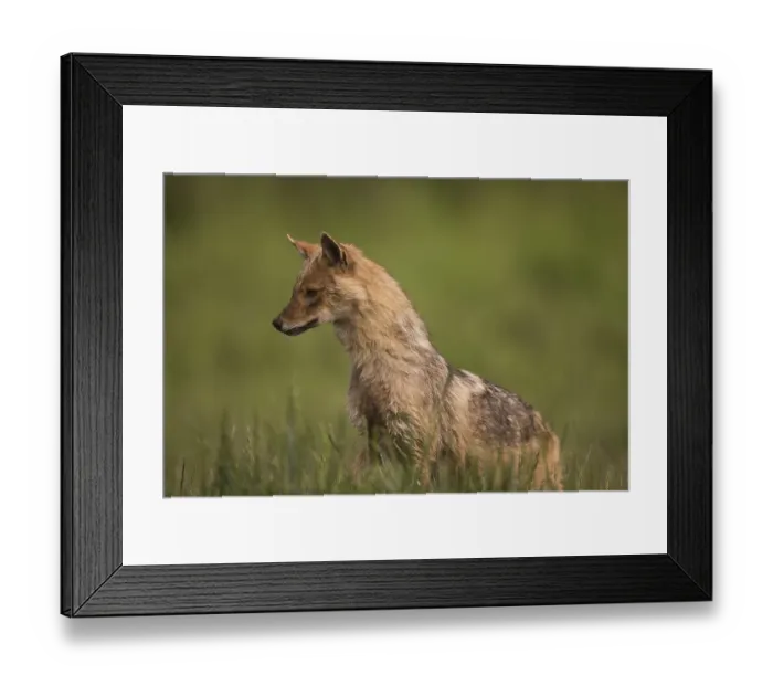 Framed Print : A golden jackal sits lurking in a meadow in the side view Framed Print : A golden jackal sits lurking in a meadow in the side view
