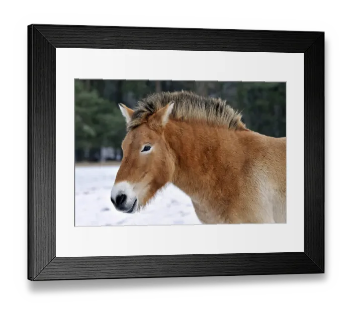 Framed Print : Przewalski's Horse (Przewalski's Horse)
