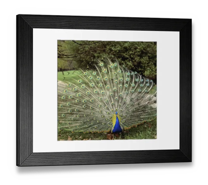 Framed Print : Blue Peacock (Pavo cristatus) displaying its tail feathers