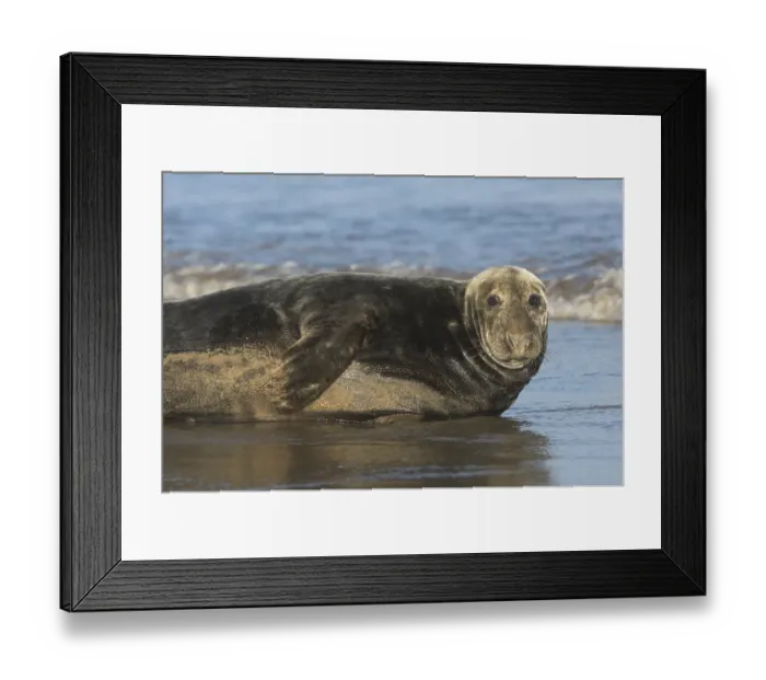 Framed Print : Grey Seal (Halichoerus grypus) Framed Print : Grey Seal (Halichoerus grypus)