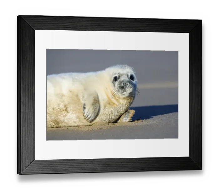 Framed Print : Grey Seal (Halichoerus grypus) Framed Print : Grey Seal (Halichoerus grypus)