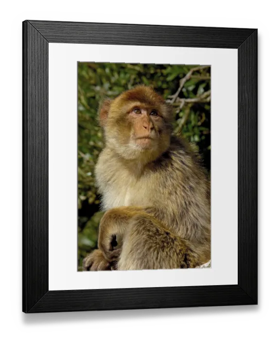 Framed Print : Barbary macaque (Macaca sylvanus) Framed Print : Barbary macaque (Macaca sylvanus)