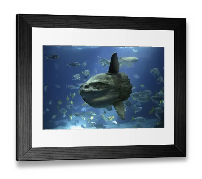 Framed Print : Sunfish (mola mola), Adult