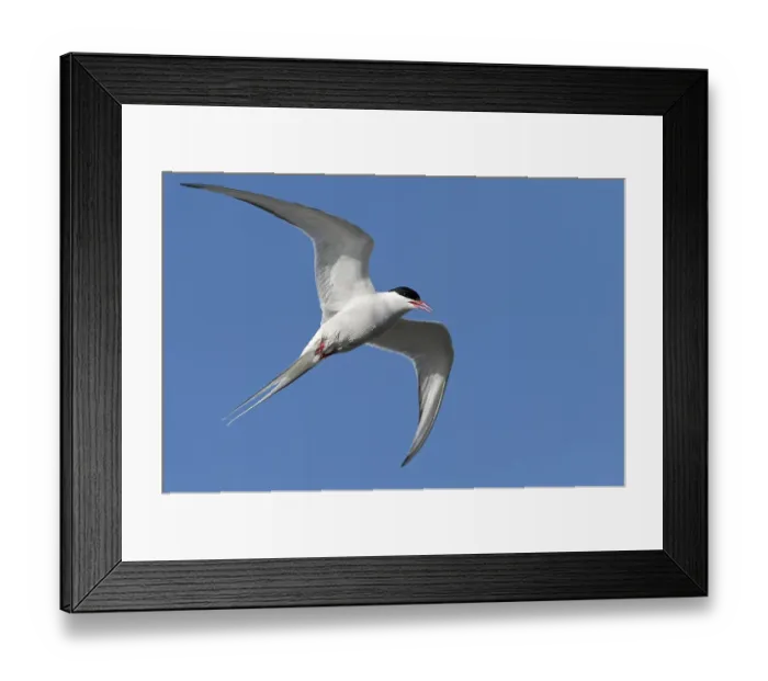 Framed Print : Arctic Tern (Sterna paradisaea) Framed Print : Arctic Tern (Sterna paradisaea)